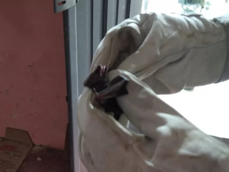 Mais de 30 morcegos invadem casa no subúrbio de Salvador