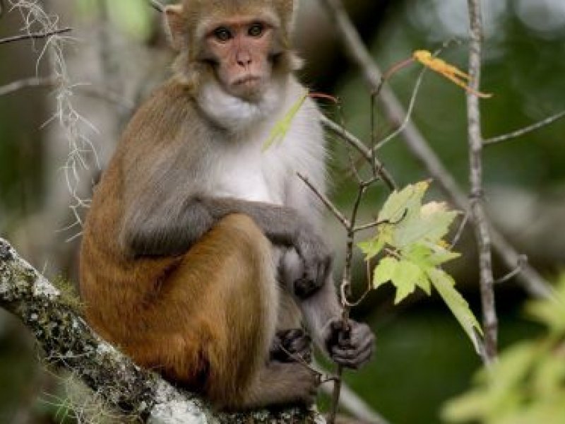 OMS acompanha caso de varíola dos macacos descoberto no Reino Unido